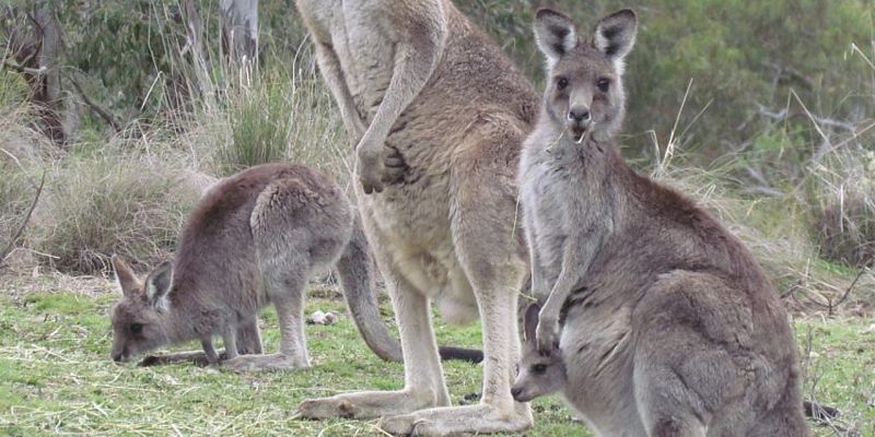 Kangaroo-family-NSW-cr_Maria-Taylor