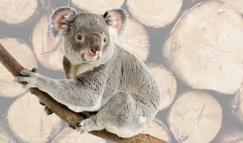 NSW-koala-habitat-logging_AWPCsept2020