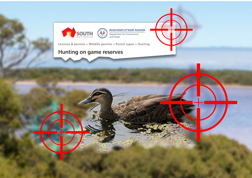 South-Aust-duck-shooting-season-2021-850x600