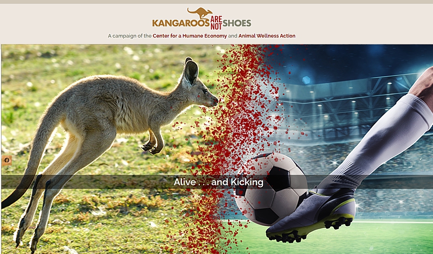 kangaroo-shoes-aug2020