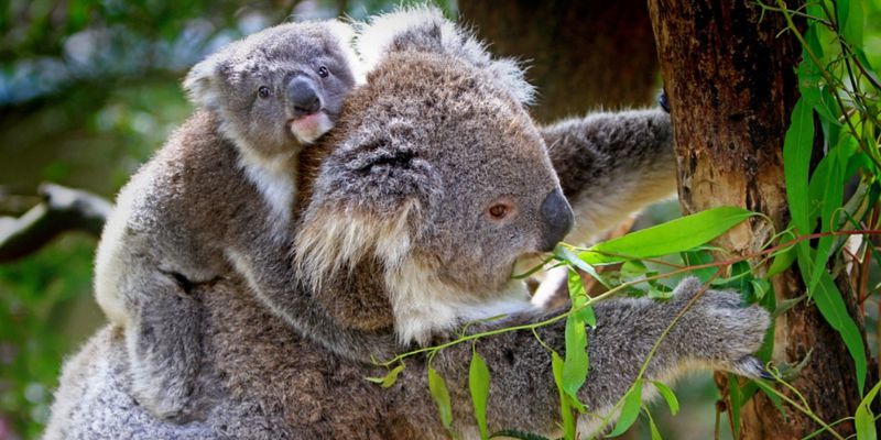 koala-petition-get-up
