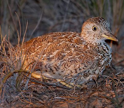 stubble-quail-cr-peter-hylands