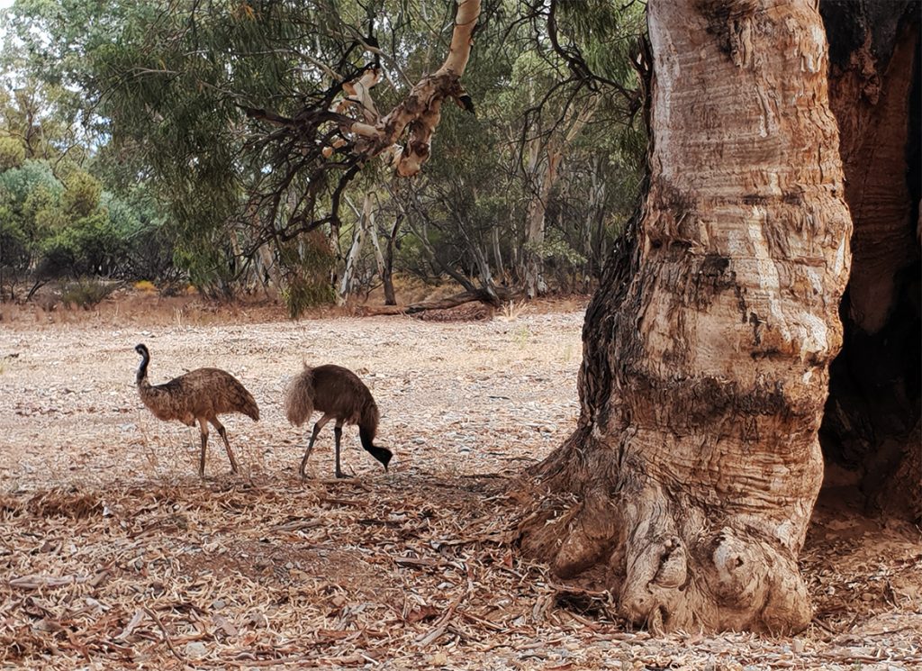 Emus with an old river gum on dry river bed